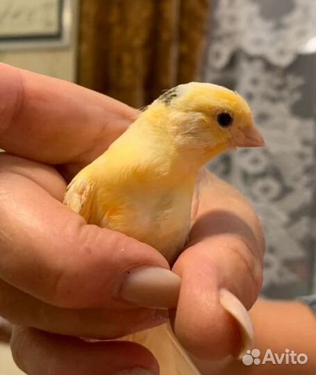 Канарейки молодые