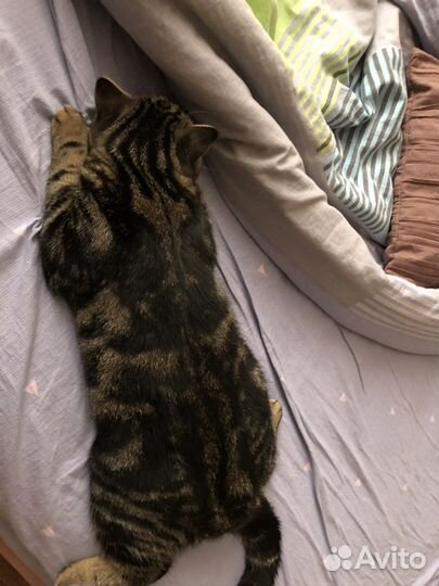 Шотландский прямоухий кот