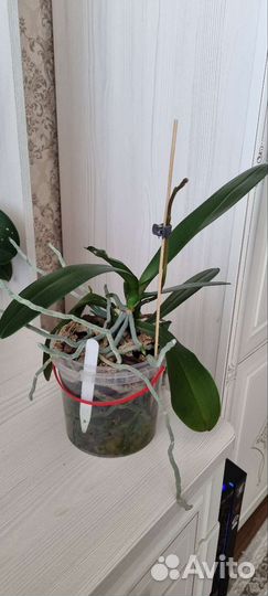 Орхидея фаленопсис