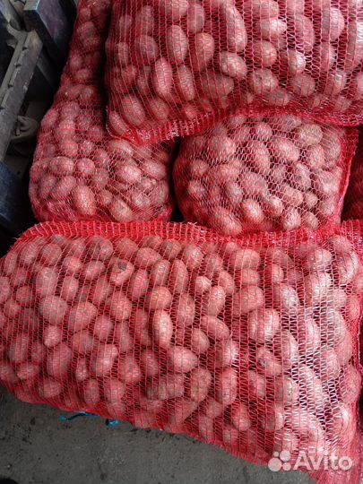 Семейной картофель