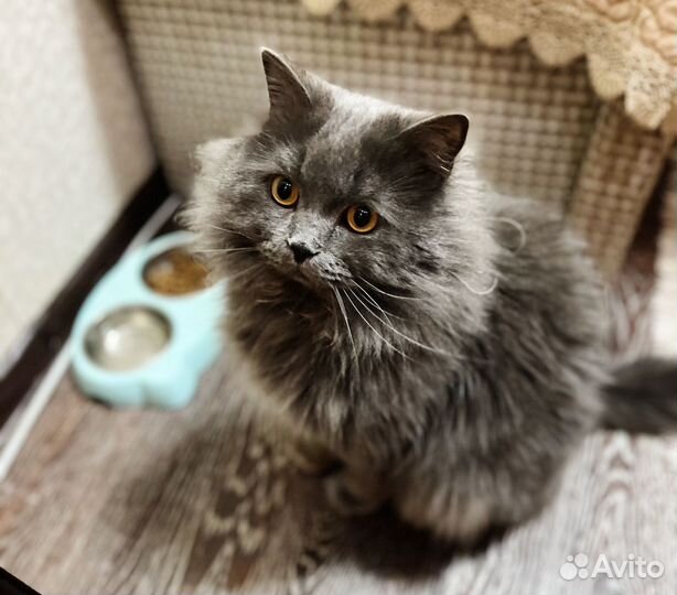 Кот Сибирской породы