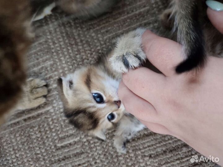 Шотландские котята