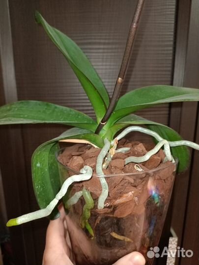Фаленопсис биг лип