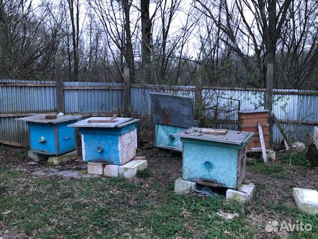 Ульи с пчелами