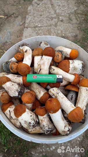 Красноголовики, Опята