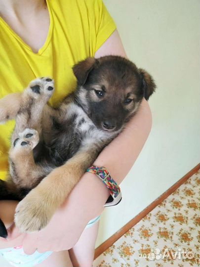 Милые щеночки