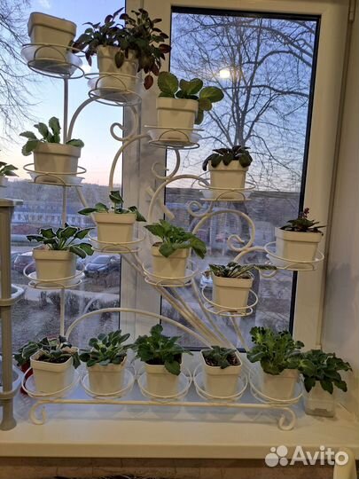 Домашние растения