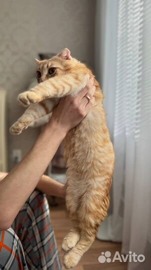 Рыжий котик