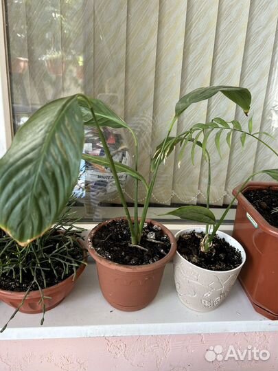 Спатифиллум в горшке