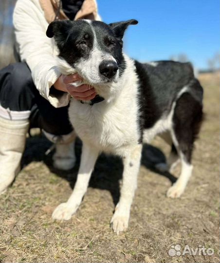 Сидит и ждет в клетке приюта