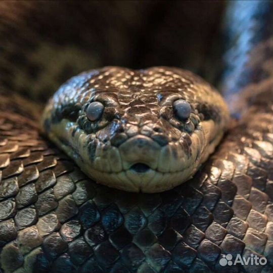 Физическое сопровождение