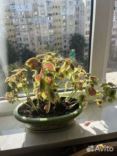 Комнатные цветы разные