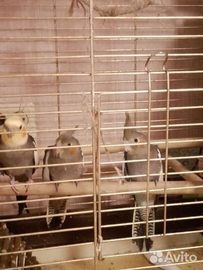 Пара попугаев корелла - нимфа с клеткой