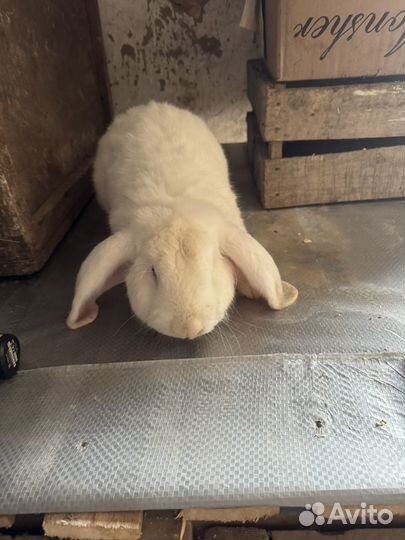 Кролик французский баран