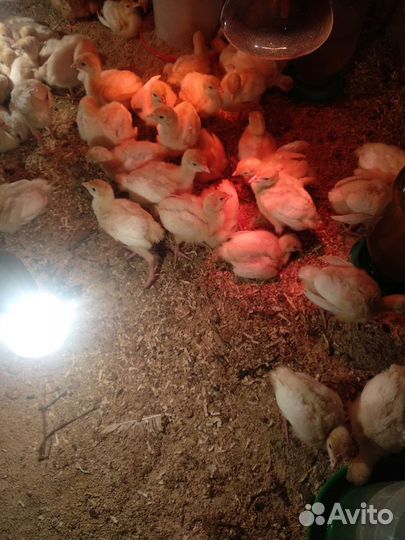 Индюшата Биг 6