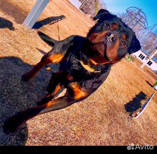 Вязка ротвейлера