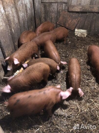 Поросята дюрок+венгерская мангалица