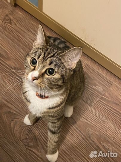 Вязка кошка