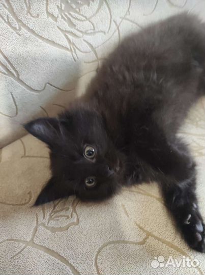 Кошка в дар