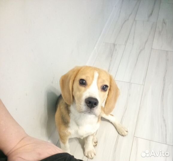 Щенок бигля