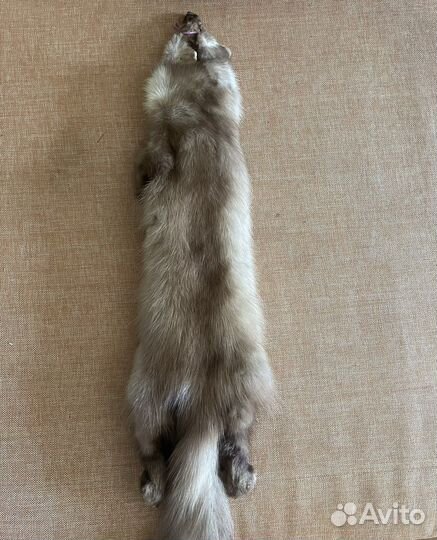 Шкурка куницы