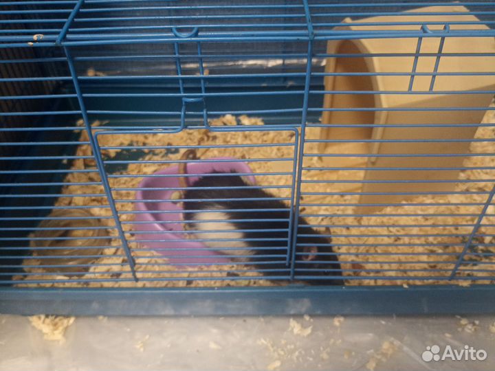 Крыса с клеткой