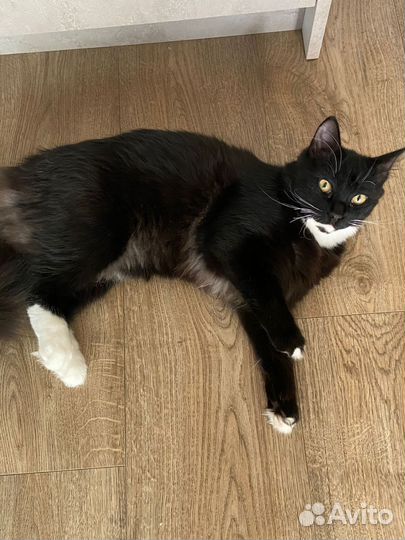 Котик в добрые руки