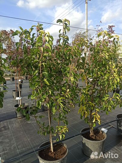 Груша Шантеклер С35 Н140-150