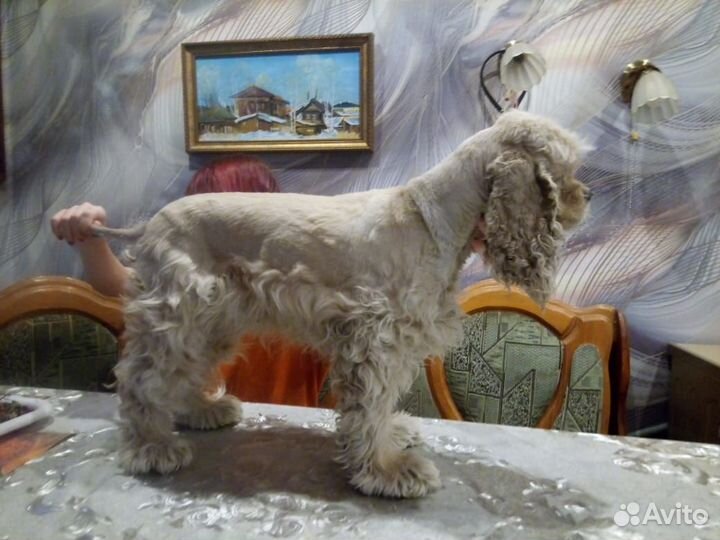 Американский кокер спаниель