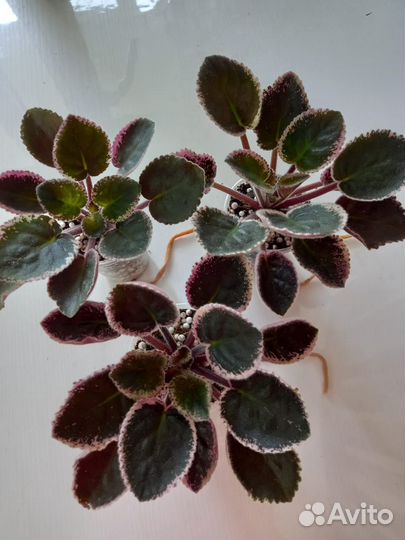 Фиалки сортовые