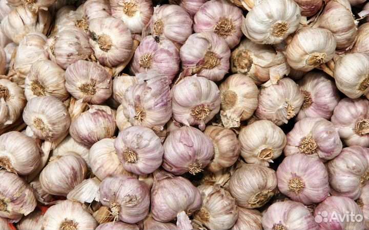 Продам чеснок на посадку, выращен в Забайкалье