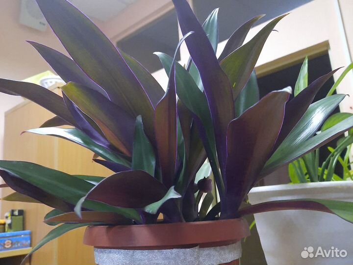 Рео покрывальчатое