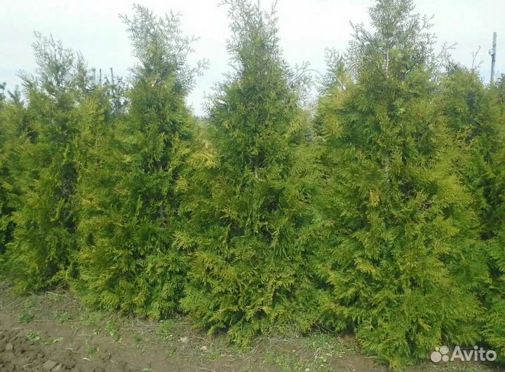 Туя Брабант