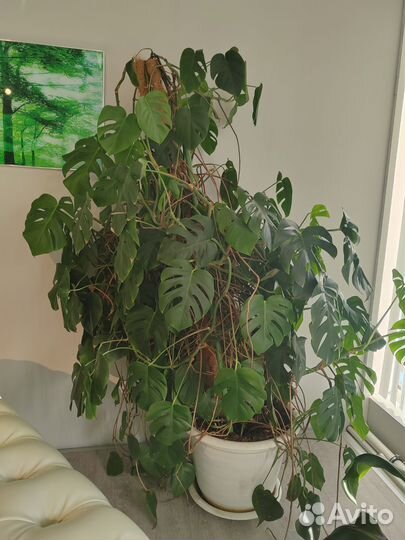 Комнатные растения манстера