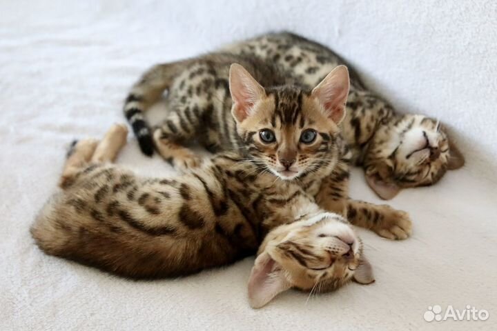 Бенгальские котята