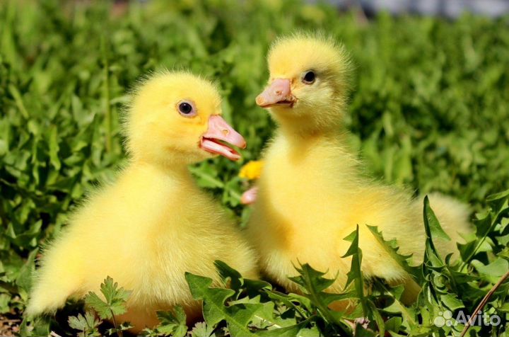 Гусята,утята,муларды