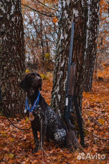 Щенки курцхаара