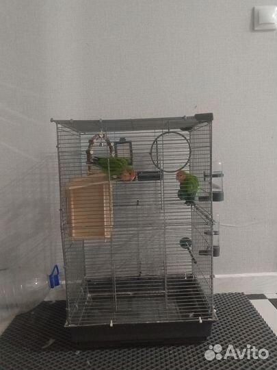 Попугай неразлучники