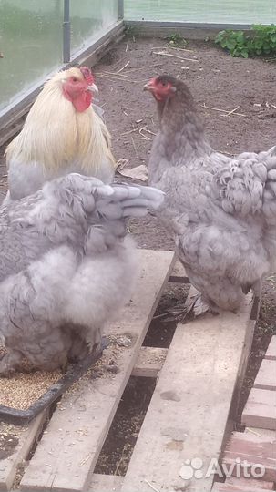 Инкубационное яйцо брама