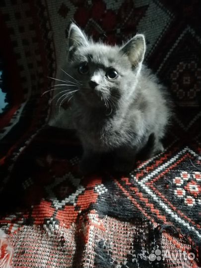 В доброе руки котята