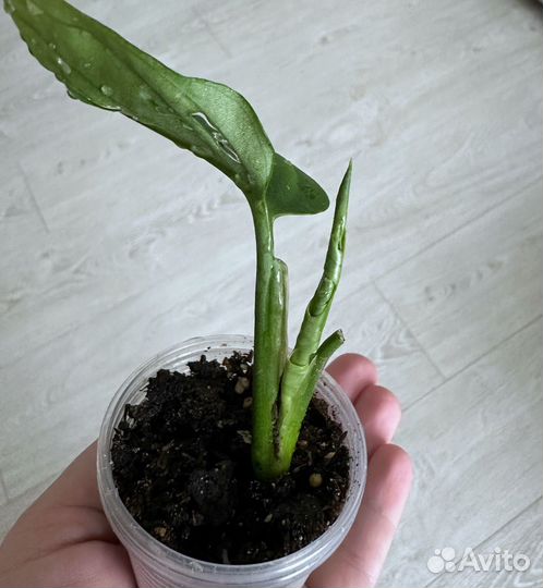 Монстера Манки Маск