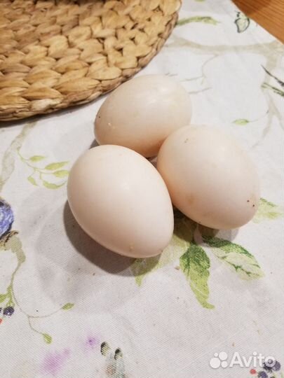 Семья индоуток