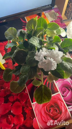 Комнатные растения-цветы