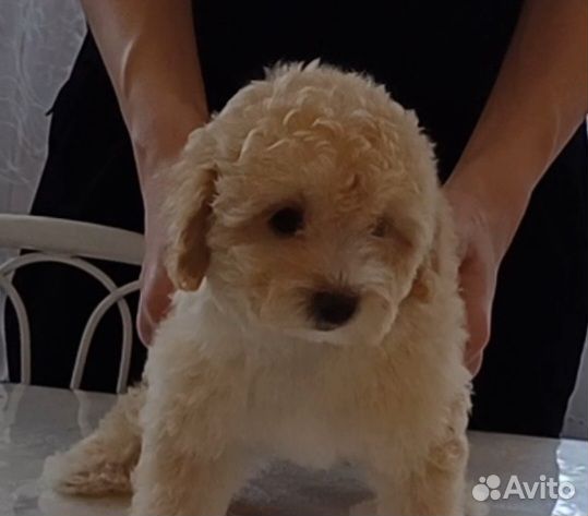 Мальтипу девочка