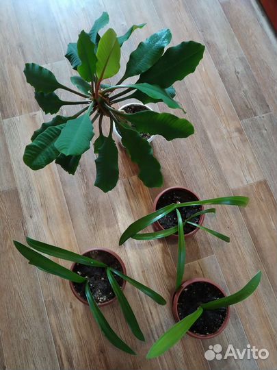 Комнатные цветы