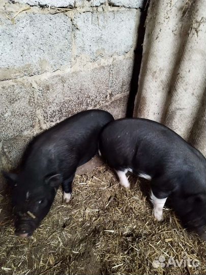 Вьетнамский вислобрюхий поросенок