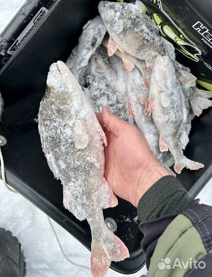 Подводная видеокамера для рыбалки murena Mini