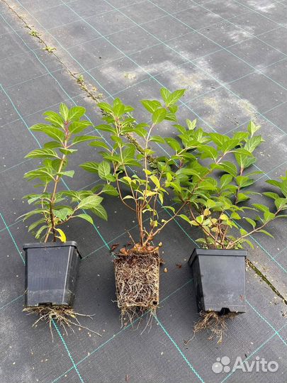 Ива триколор