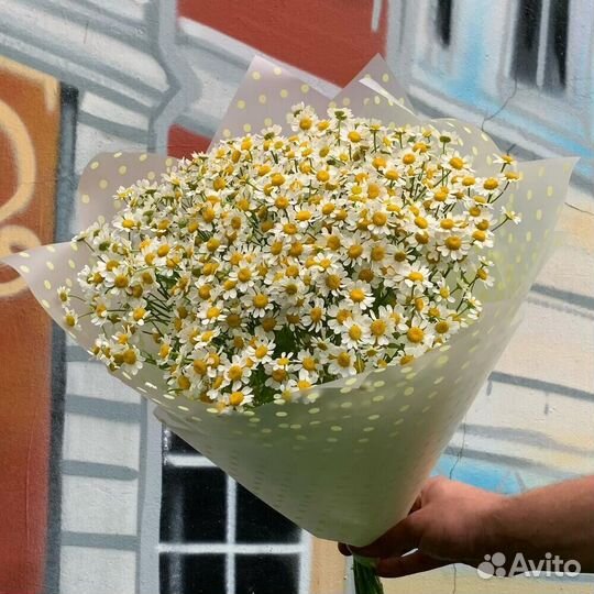 Ромашки Цветы