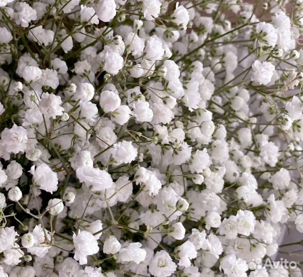 Гипсофила Букет из гипсофилы